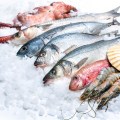 fisch2