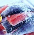 fisch_kuehlschrank